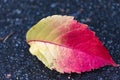 Autumn colored leaf on asphalt