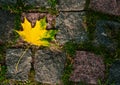 Maple leaves in the light of sunlight fell on the stone blocks with moss. Royalty Free Stock Photo