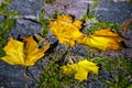 Maple leaves in the light of sunlight fell on the stone blocks with moss. Royalty Free Stock Photo