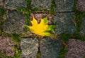 Maple leaves in the light of sunlight fell on the stone blocks with moss. Royalty Free Stock Photo