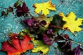 Autumn colored leaves on a blue background.