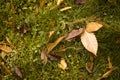 Autumn Colored Leaves and Branches on a Grassy Field at Golden Hour, in San Francisco Royalty Free Stock Photo