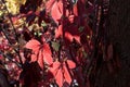 Autumn colored leaves, close up, botany, landscape, design, decorative, halloween, grape background, purple, purple leaves backgro Royalty Free Stock Photo