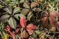 Autumn colored leaves, close up, botany, landscape, design, decorative, halloween, grape background, purple, purple leaves backgro Royalty Free Stock Photo