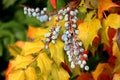 Autumn colored leaves