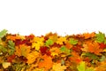 Autumn colored leaves isolated on white background.A hea