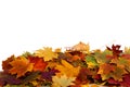 Autumn colored leaves isolated on white background.A heap of different maple dry leaf Royalty Free Stock Photo