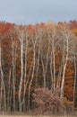 Autumn colored leaves red, orange, yellow, red, brown on white birch tree forest in Crex Meadows Wildlife Area in Northern Wisco Royalty Free Stock Photo