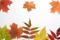 Autumn Colored Leaves on White Background Royalty Free Stock Photo