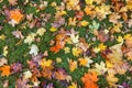 Autumn colored maple leaves background.