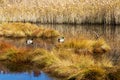 Autumn colored marsh wetland with two ducks