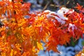 Autumn colored sweetgum tree in the snow