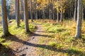 Autumn colored tourism trail in the woods Royalty Free Stock Photo