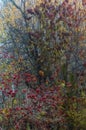 Autumn colored tree branches in misty forest with colorful foliage and blurred background. Viburnum berries Royalty Free Stock Photo