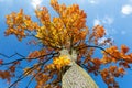 Autumn colored tree top in fall season Royalty Free Stock Photo