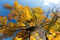 Autumn colored tree top in fall season Royalty Free Stock Photo