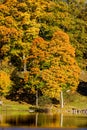 Autumn colored trees at a lakeshore Royalty Free Stock Photo