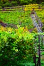 autumn colored vineyard with a small steep railway Royalty Free Stock Photo