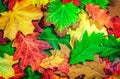 Autumn colorful background.