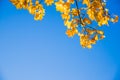 Fall leaves background with free space for text.Autumn colorful bright branch tree with bright foliage on a blue sky Royalty Free Stock Photo