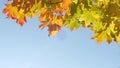 Autumn colorful bright branch tree with bright foliage on a blue sky background Royalty Free Stock Photo