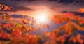 Autumn colorful bright leaves at sunset. Fall background. Beautiful nature Royalty Free Stock Photo