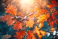 Autumn colorful bright leaves swinging on an oak tree in autumnal park. Fall background