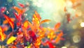 Autumn colorful bright leaves swinging in a tree in autumnal park. Fall colorful background