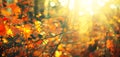 Autumn colorful bright leaves swinging in a tree in autumnal park. Fall colorful background