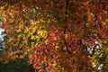 Autumn colorful bright maple leaves swinging