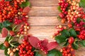 Autumn bright palette of colors of red viburnum berries, mountain ash and rose hips on a hard surface.