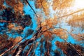 Autumn colorful crowns of trees against the blue sky. Crowns of trees against the sky in autumn. Royalty Free Stock Photo