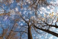 Autumn colorful crowns of trees against the blue sky. Crowns of trees against the sky in autumn. Royalty Free Stock Photo