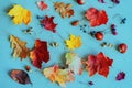 Autumn colorful faded leaves, acorns, chestnuts, nuts on blue background