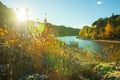 Autumn colorful fall landscape against the light. Photography taken near Gardon river in France Royalty Free Stock Photo