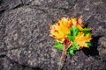 Autumn colorful fall leaves on ground. Maple leaves. Nature background