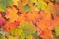 Autumn colorful fall maple leaves background closeup Royalty Free Stock Photo