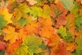 Autumn colorful fall maple leaves background closeup Royalty Free Stock Photo