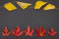 Autumn colorful fallen leaves in rows on dark grey background Royalty Free Stock Photo