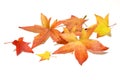 Autumn colorful falling maple leaves isolated on white background Royalty Free Stock Photo