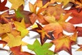 Autumn colorful falling maple leaves isolated on white background Royalty Free Stock Photo