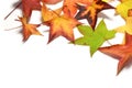 Autumn colorful falling maple leaves isolated on white background Royalty Free Stock Photo