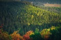 Autumn colorful and green forest in High Tatras. Hiking scenery. Beautiful nature Royalty Free Stock Photo