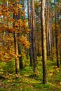 Autumn colorful landscape of mixed forest thicket with Scots pine trees in Kampinos nature reserve in Poland Royalty Free Stock Photo