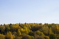 Autumn colorful landscape view of the forest with yellow and orange trees and cloudy sky in Russia. Nature in Russia