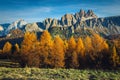 Autumn colorful larch forest and mountain ridges in background, Dolomites