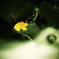 Autumn colorful leaf. Castaway on wet slipper stone in stream