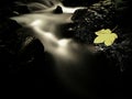 Autumn colorful leaf. Castaway on wet slipper stone in stream