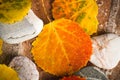 Autumn colorful leaves, background Royalty Free Stock Photo