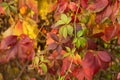 Autumn colorful leaves background, texture. Fall ivy leaves on wall Royalty Free Stock Photo